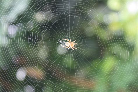 These webs catch beetles, flies, grasshoppers, moths and these spiders, although a little scary, have enemies, as well. Spider web - Wikipedia