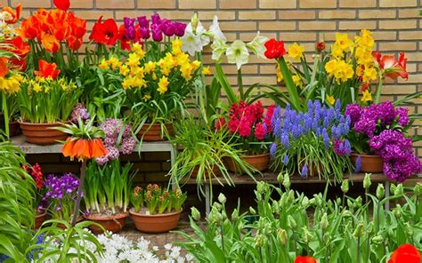 How To Plant Spring Flowering Bulbs In Borders And Containers