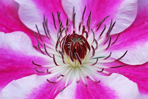 รูปภาพ ปลูก กลีบดอกไม้ เบ่งบาน สวน สีชมพู ใกล้ชิด ไม้เลื้อย