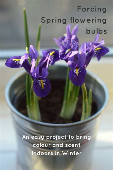Forcing Bulbs Indoors An Easy Bulb Growing Project For Early Flowers