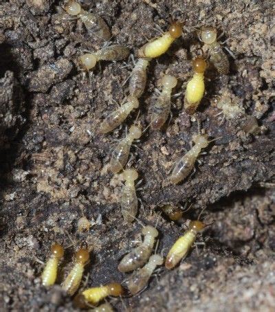 Enquire online today and enjoy your day pest free. Wood Mulch And Termites - How To Treat Termites In Mulch ...