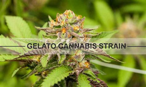 Review Of Gelato Cannabis Strain The Cbd Break