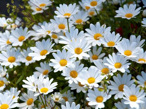 Top 10 Facts About Daisies World Of Flowering Plants