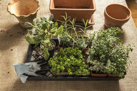 The Best Herbs To Grow Indoors According To Your Light And How To