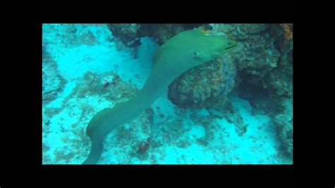 Green Moray Eel Attacks Diver ★★★★★ Youtube