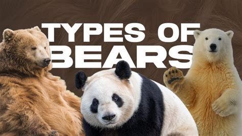 9 Types Of Bears Their Subspecies And More