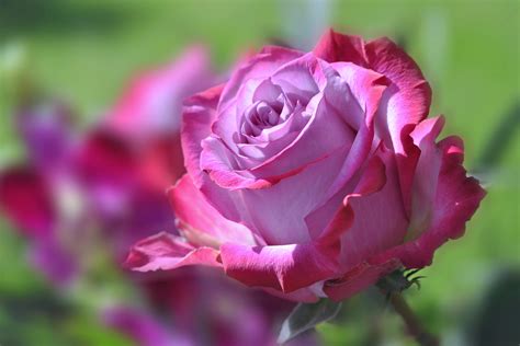 Bunch Of Pink Roses In Blur Background 4k 5k Hd Flowe