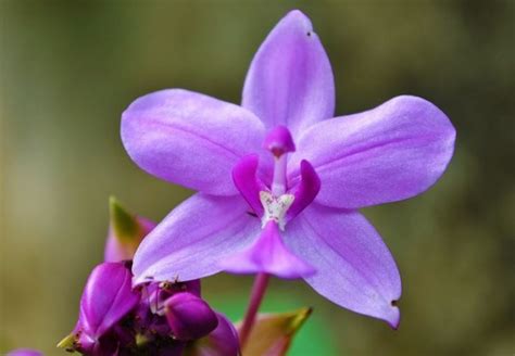 Most Beautiful Purple Flowers Jessica Paster