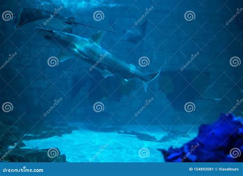 Manta Rays And Sharks At Seaworld In International Drive 1 Editorial
