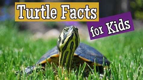 Turtle Facts For Kids Youtube Turtle Facts For Kids Turtle Facts