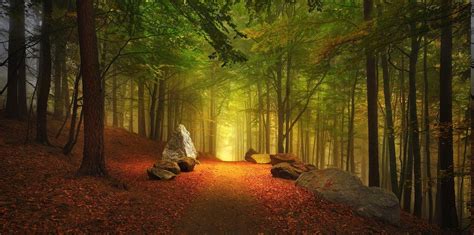 Forest Path Fall Leaves Hill Trees Germany Mist Nature