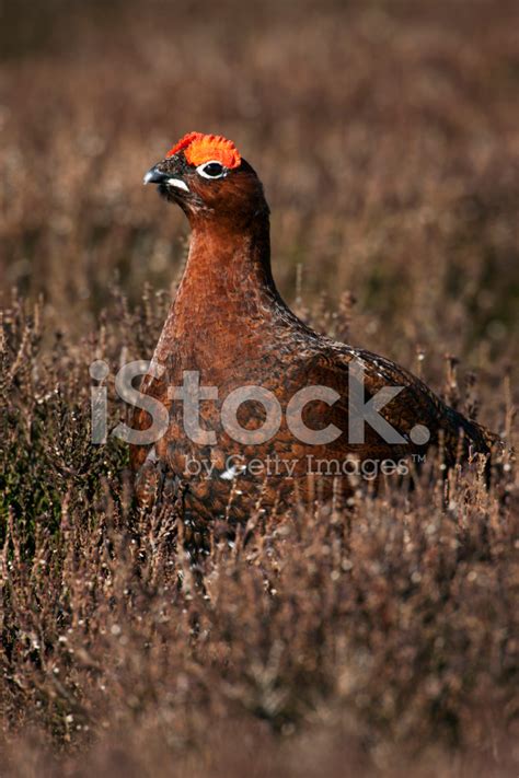 Male Red Grouse Lagopus On Moor Land Stock Photo Royalty Free
