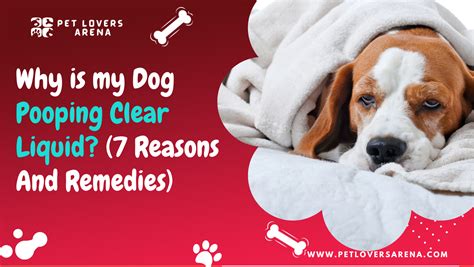 Why Is My Dog Pooping Clear Liquid 7 Reasons And Remedies