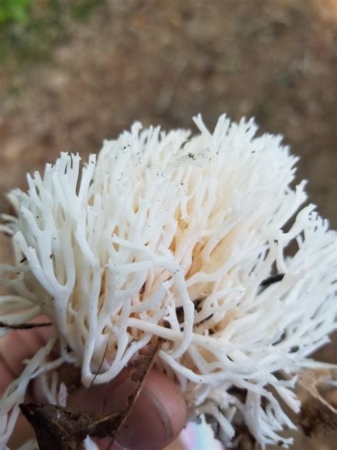 Is This One Of Those Crown Tipped Coral Mushrooms Edible Rmycology