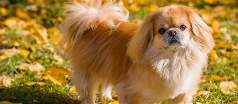 Pekingese Puppies For Sale Greenfield Puppies