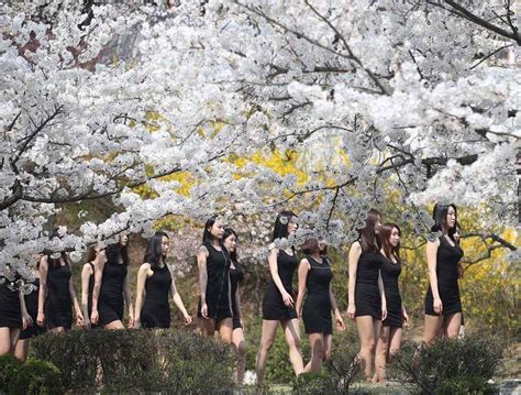 한국 모델 벚꽃나무 아래서 수업 날씬한 다리 자랑5 인민넷 조문판 人民网
