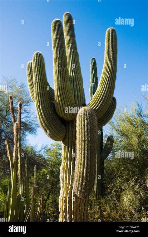 A Large Saguaro Cactus Phoenix Arizona Usa Stock Photo Alamy