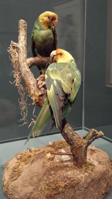 But by the early 1900s, the vibrant birds were no more. From Audubon to Darwin - The Academy of Natural Sciences