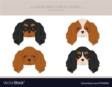 Cavalier King Charles Spaniel Clipart Different Vector Image