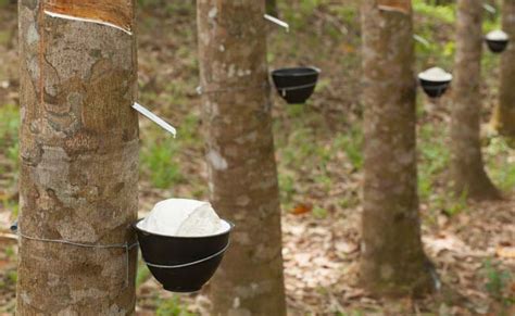 the indian rubber industry all india rubber