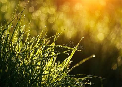 Green Grass With Drops Of Dew At Sunrise In Spring In Sunlight