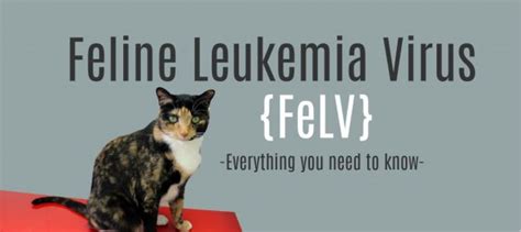 Leukemia In Cats Felv Life Expectancy Symptoms