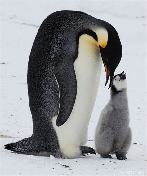 Emperor Penguin Fun Facts They Are Faithfully Monogamous For Life And