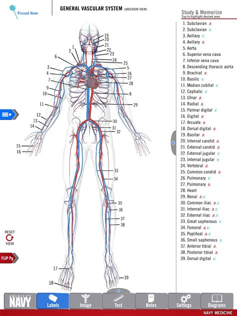 Anatomy And Physiology App Anatomy Book