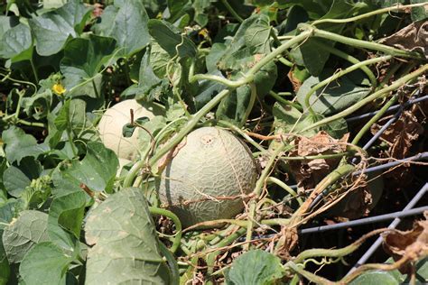 How To Grow Cantaloupe With An Inclined Trellis — Rancho Incognito