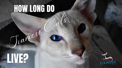 How Long Do Siamese Cats Live Aimeezoesiamese