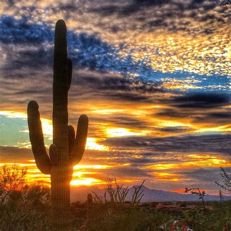 Saguaros Cactus At Sunset Tucson Arizona Arizona Landscape Sunset