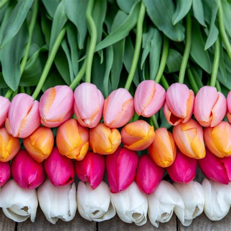 Tulips French Tulip Growers Choice