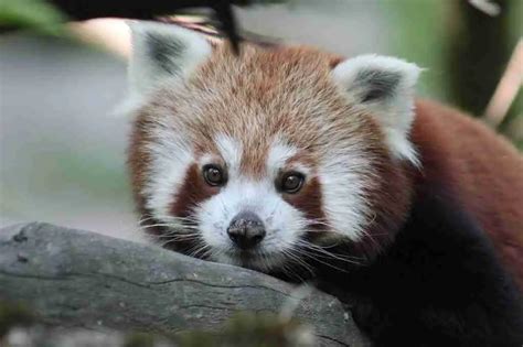 Do Red Pandas Make Nests What You Should Know