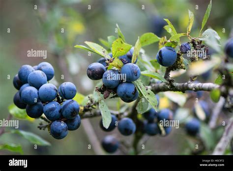 Cluster Of Purple Berries Hi Res Stock Photography And Images Alamy