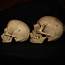 SOLD European Male Skull  OddArticulations LLC