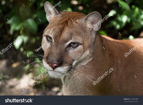 Close Large Mountain Lion Cougar Jungle Stock Photo 170535488