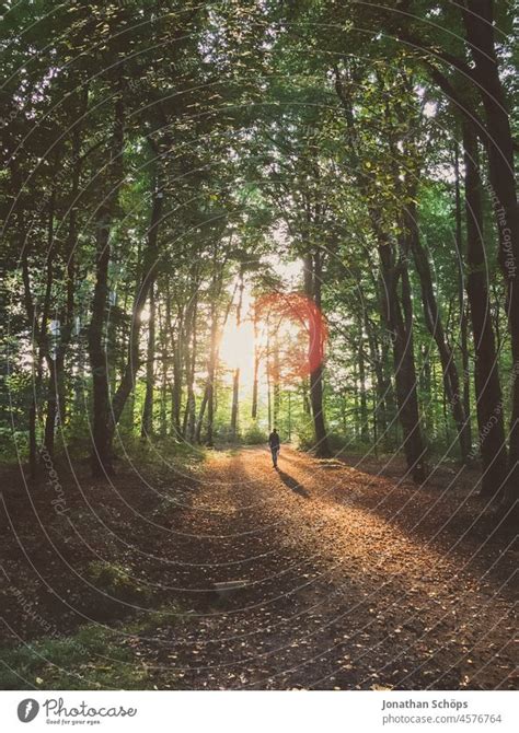 Person Spaziert Entgegen Der Abendsonne Im Wald Ein Lizenzfreies