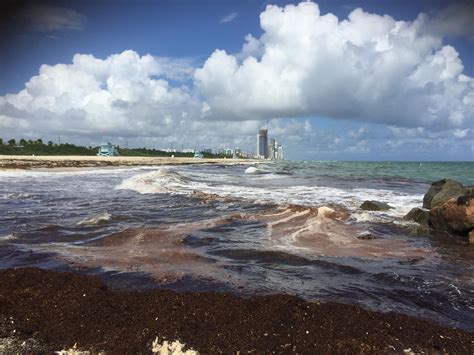 South Florida Scientist Says Appearance of Red Tide In The Atlantic Is ...