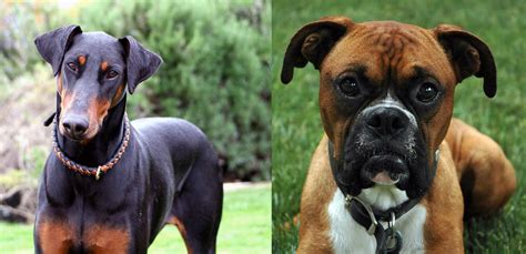 Doberman Pinscher Vs Boxer Breed Comparison Mydogbreeds
