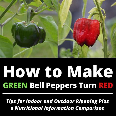 How To Get A Green Bell Pepper To Turn Red Dengarden
