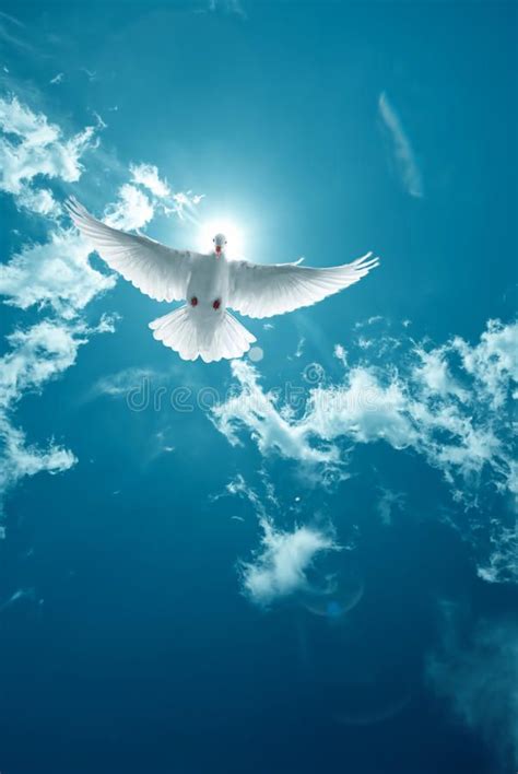 White Holy Dove Flying In The Sky Vertical Image Royalty Free Stock