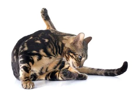 Are Bengal Cats Good Pets Know Everything