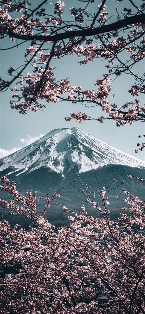 Mt Fuji With Sakura In Japan 2121x4592 Rmobilewallpaper