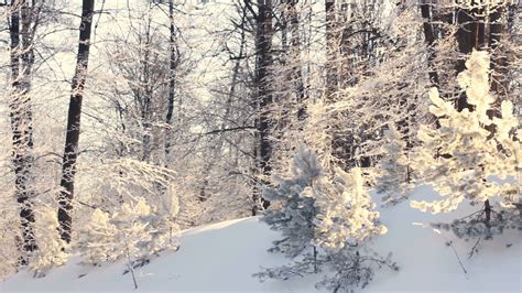 Winter Landscape Snowy Winter In Forest Panorama On