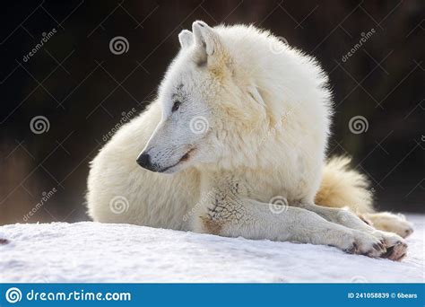 Male Arctic Wolf Canis Lupus Arctos Lying On The Snow And Looking
