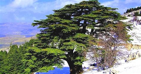 10 Facts About The Cedar Of Lebanon You Probably Didnt Know