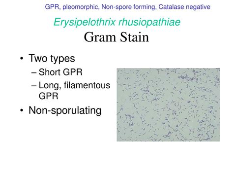 Ppt Aerobic Gram Positive Bacilli Part Ii Powerpoint Presentation