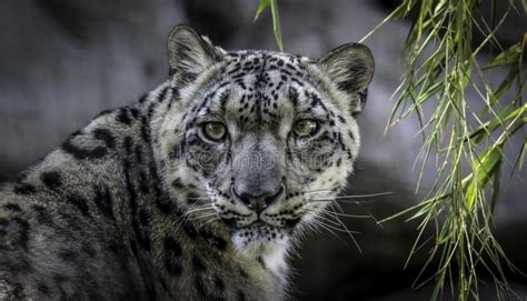 Snow Leopard Face Stock Photo Image Of Full Face Buckskinman 104945224