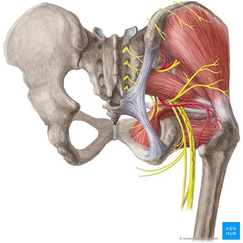 Hip And Leg Bone Diagram Printable Muscle Diagram Hip Muscle Anatomy