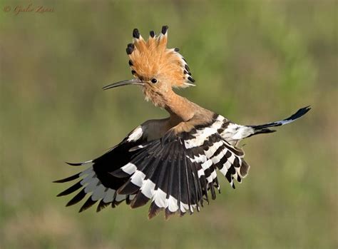 Hoopoe World Birds Pet Birds Beautiful Birds